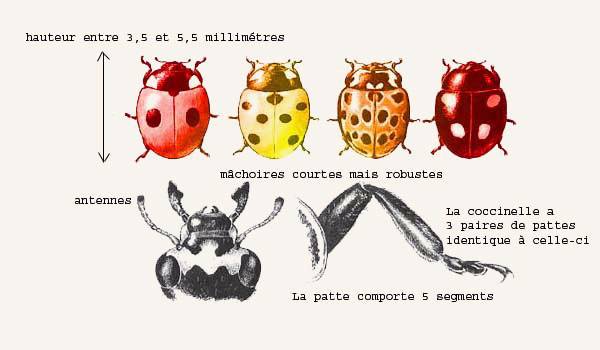 Coccinelle : taille, description, biotope, habitat, reproduction